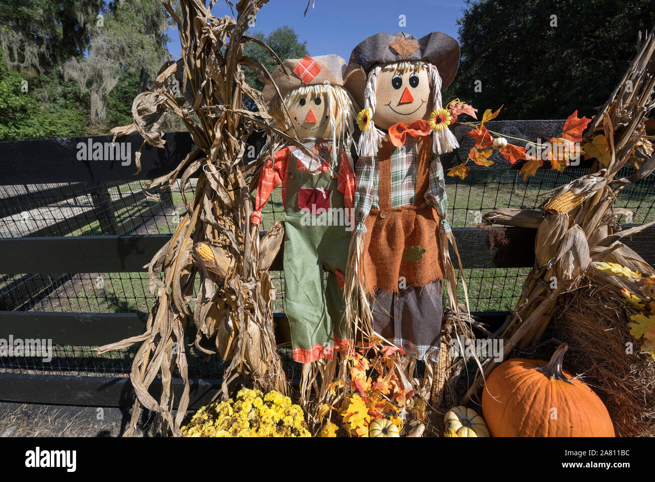 Récolte d'automne, l'affichage à une ferme locale dans le centre-nord de la Floride. Banque D'Images