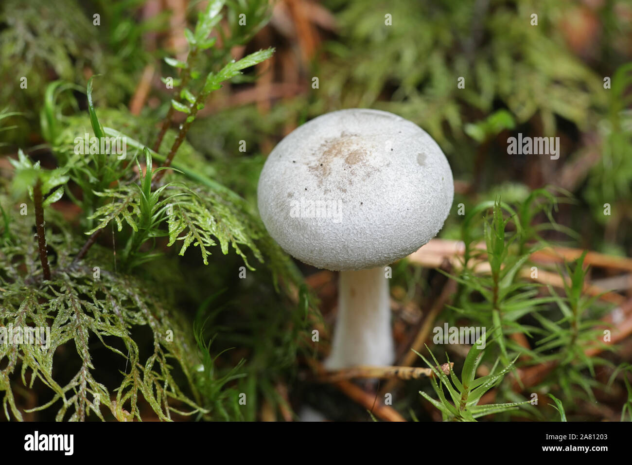 L'odora Clitocybe, connu sous le nom d'anis Anis toadstool, funnelcap ou entonnoir d'anis, de la Finlande aux champignons sauvages Banque D'Images