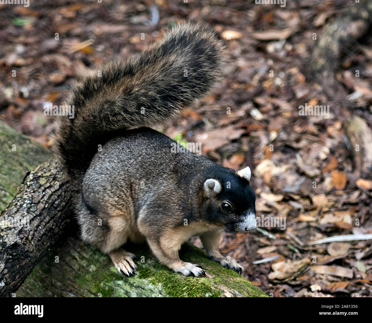 Sherman's Fox Squirrel assis sur une branche et profiter de son environnement et de l'environnement avec un joli arrière-plan tout en exposant son corps, tête, yeux, oreilles Banque D'Images