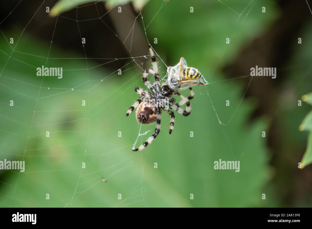 Shamrock Orb Weaver avec les proies en été Banque D'Images