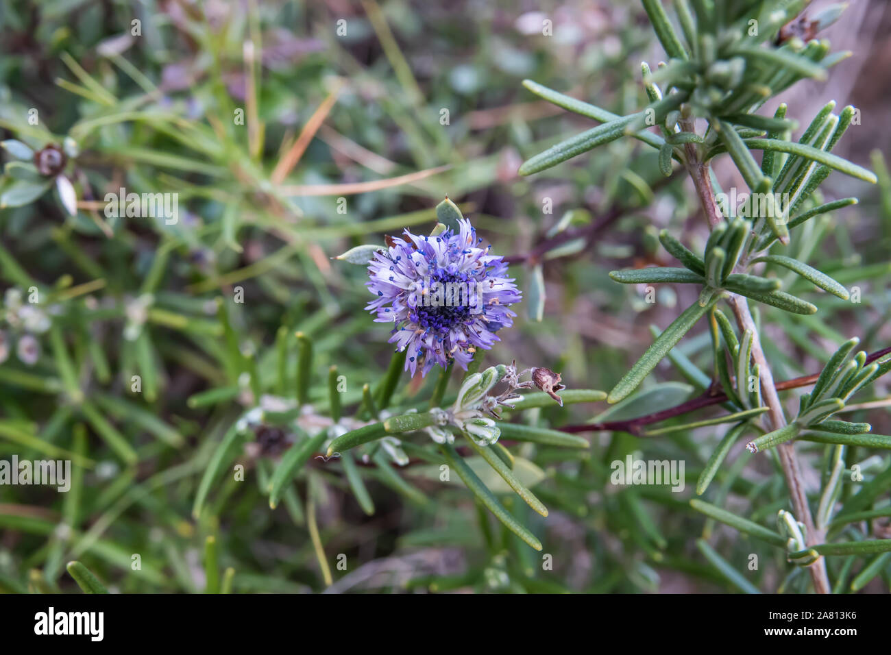 Globularia arbustives en fleurs fleurs en hiver Banque D'Images