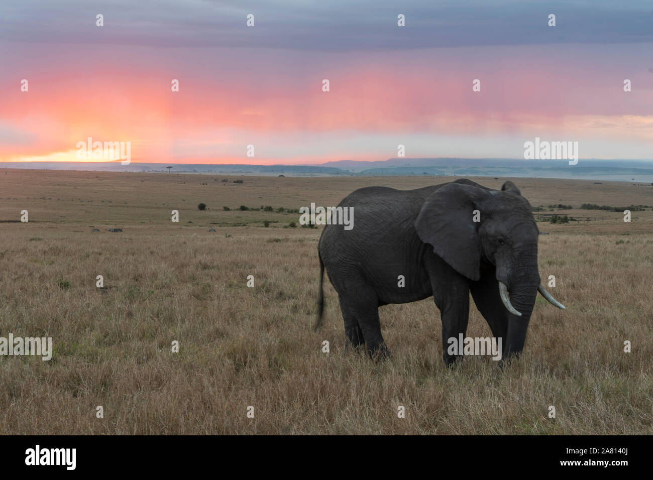 Bush africain elephants se nourrissant de l'herbe au coucher du soleil dans la réserve de Masai Mara, Kenya Banque D'Images