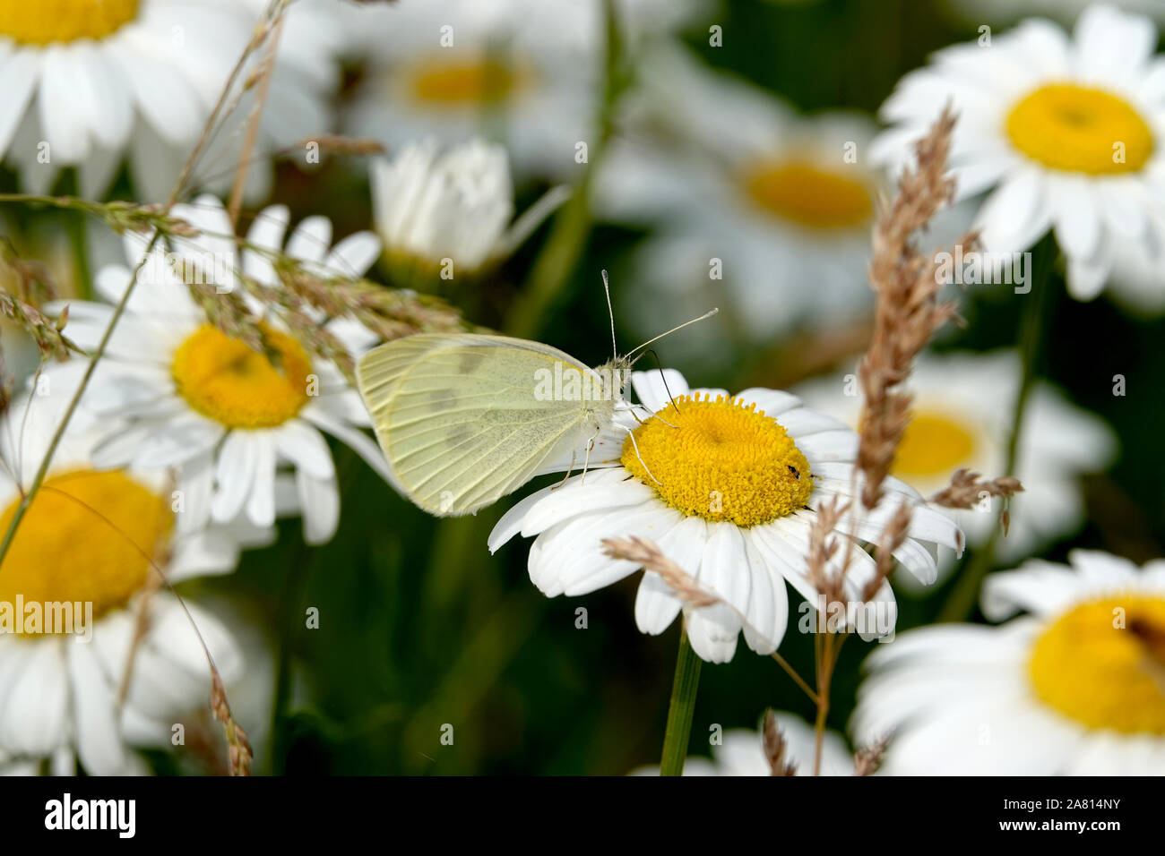 Petit Chou blanc papillon sur la marguerite blanche fleur Banque D'Images