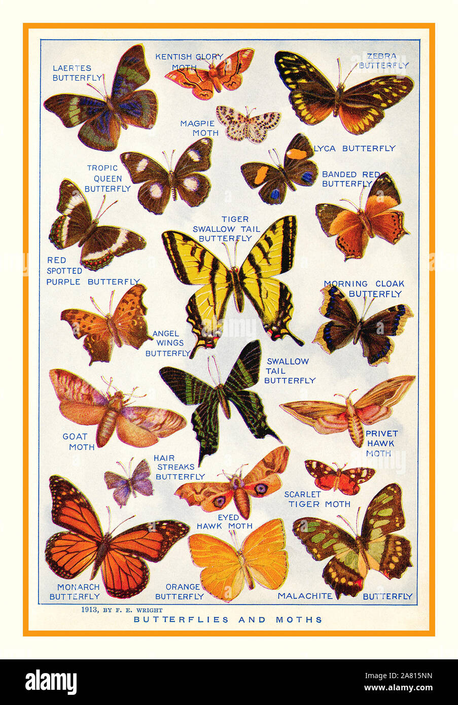 Page illustration Vintage 1913 'Papillons' Laertes, Papillon Papillon Zebra, queue fourchue, Tiger Moth Butterfly, chèvre, Scarlet Tiger Moth, Monarch Butterfly et Papillon Malachite. Page d'origine à partir d'un dictionnaire d'histoire naturelle publié 1922. Banque D'Images