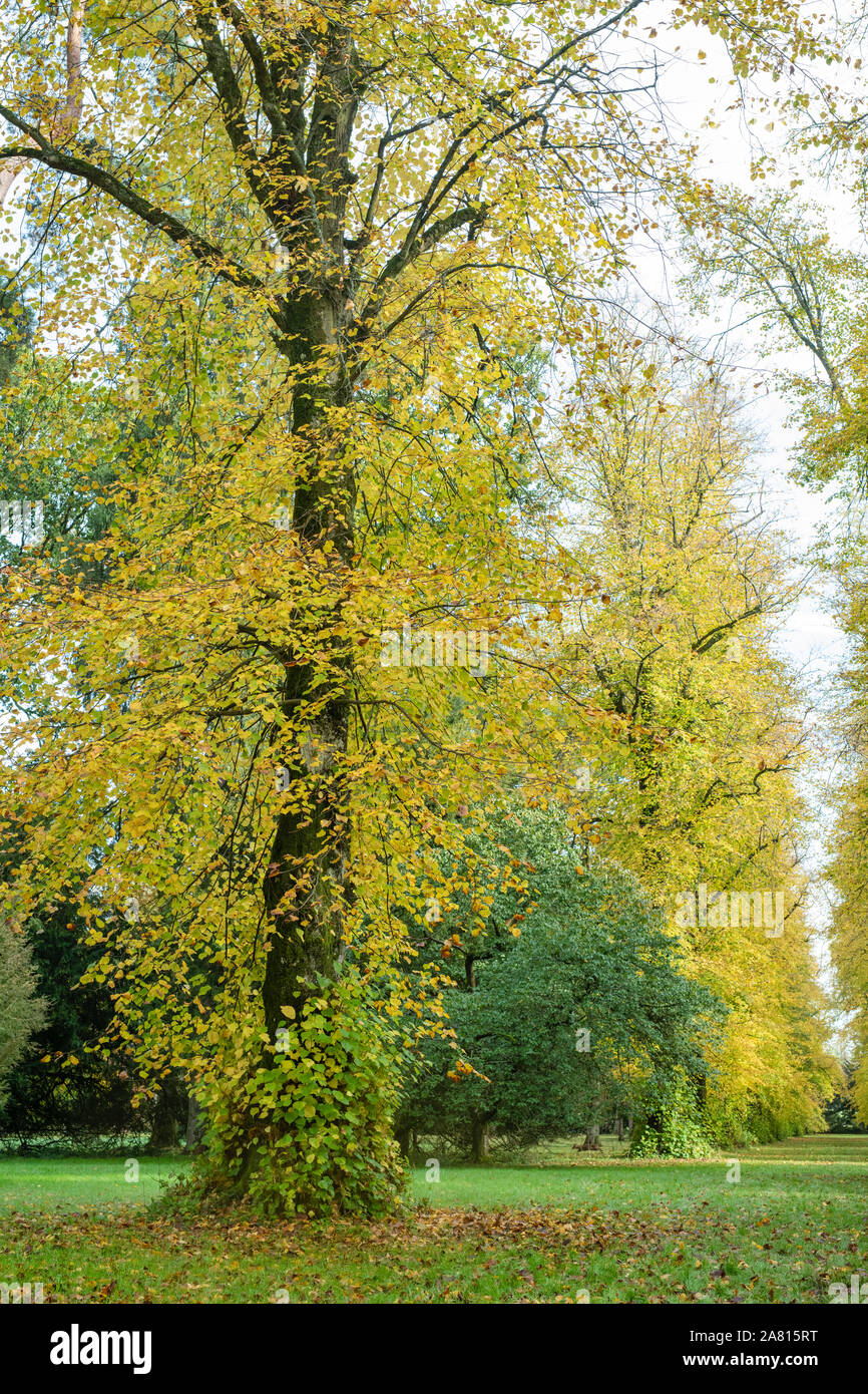 Avenue de la chaux. Les tilleuls en automne à Westonbirt Arboretum, Cotswolds, Gloucestershire, Angleterre Banque D'Images