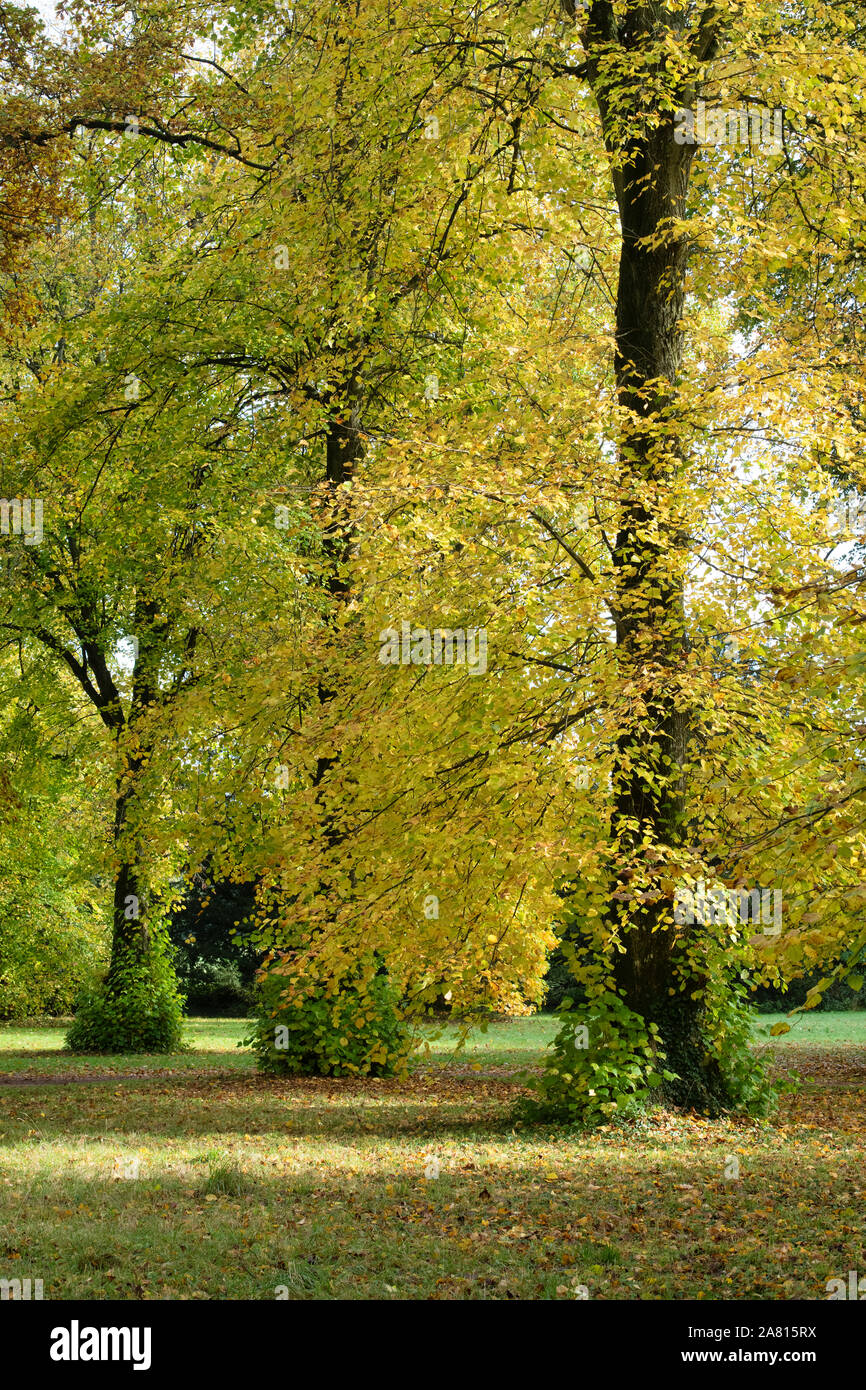 Avenue de la chaux. Les tilleuls en automne à Westonbirt Arboretum, Cotswolds, Gloucestershire, Angleterre Banque D'Images