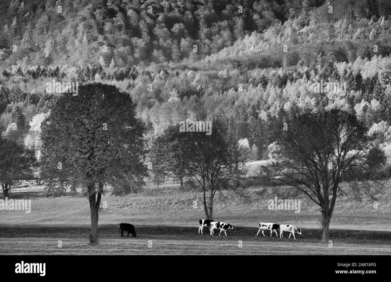 Avis de Solling forêt, Weser, Basse-Saxe, Allemagne Banque D'Images