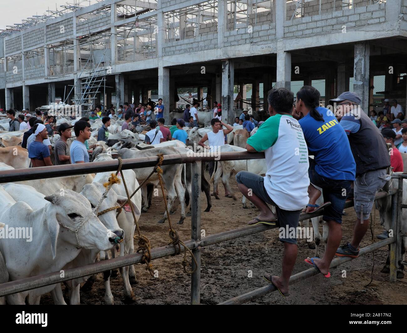 Les négociants locaux d'animaux animaux au marché aux enchères de bétail dans la région de Padre Garcia, Batangas, Philippines - Mai 03, 2019 Banque D'Images