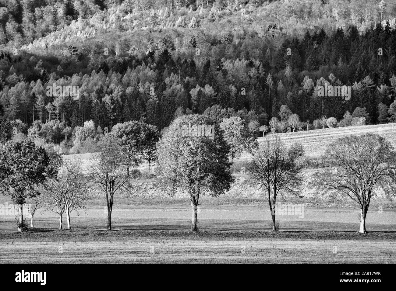 Avis de Solling forêt, Weser, Basse-Saxe, Allemagne Banque D'Images