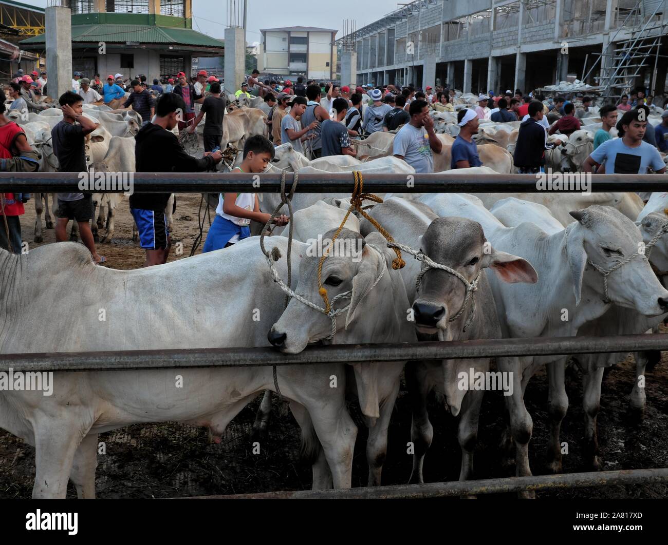 Les négociants en bétail local au marché aux enchères de bétail dans la région de Padre Garcia, Batangas, Philippines - Mai 03, 2019 Banque D'Images