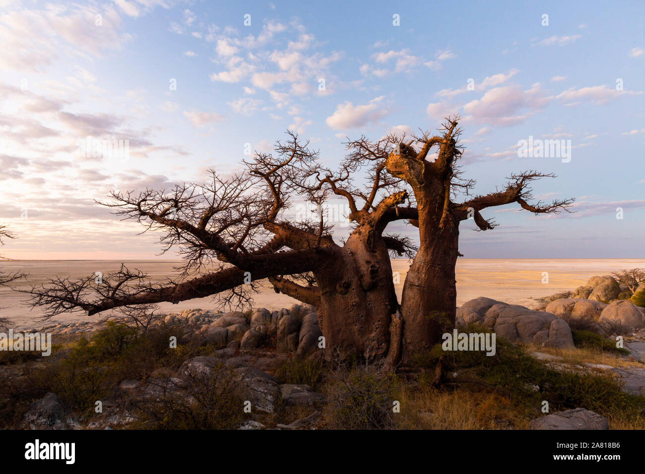 Grand baobab n Kubu Island Banque D'Images