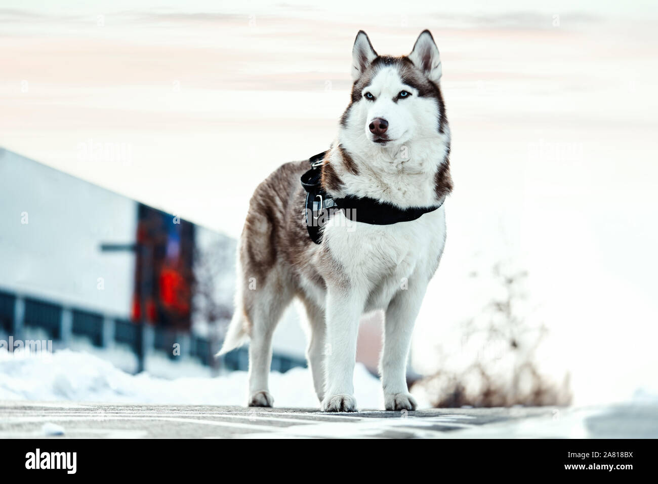 beau chien husky