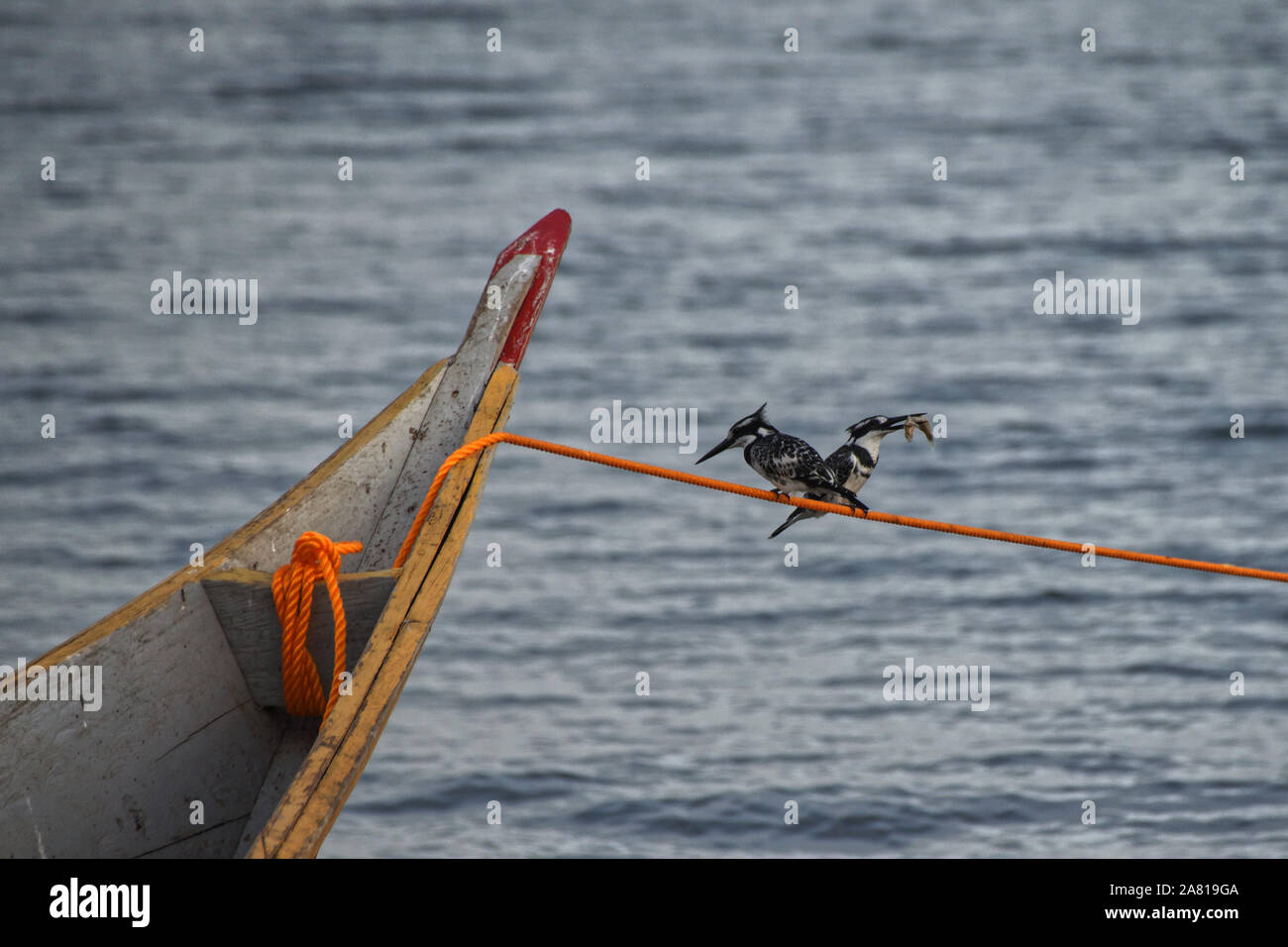 Une paire de pied kingfisher Ceryle rudis) (un avec un poisson pris à l'amarrage de bateaux de perché Lac Victoria, Entebbe, Ouganda Banque D'Images