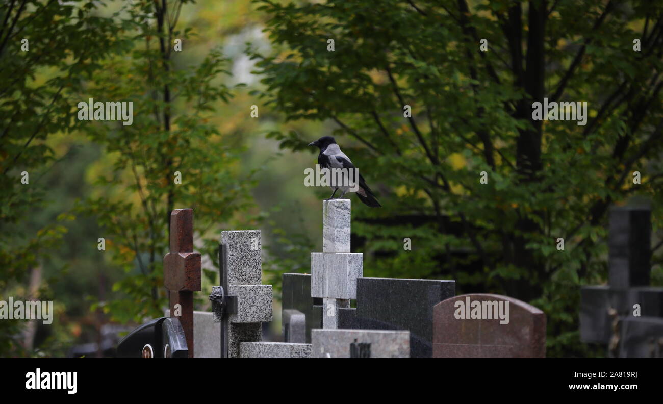 Sur les oiseaux, de cimetière Banque D'Images Sur les oiseaux, de cimetière Banque D'Images
