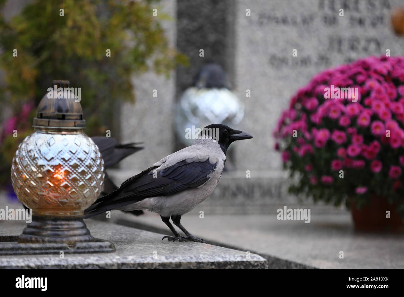 Oiseaux,cimetière sur la tombe Banque D'Images Oiseaux,cimetière sur la tombe Banque D'Images
