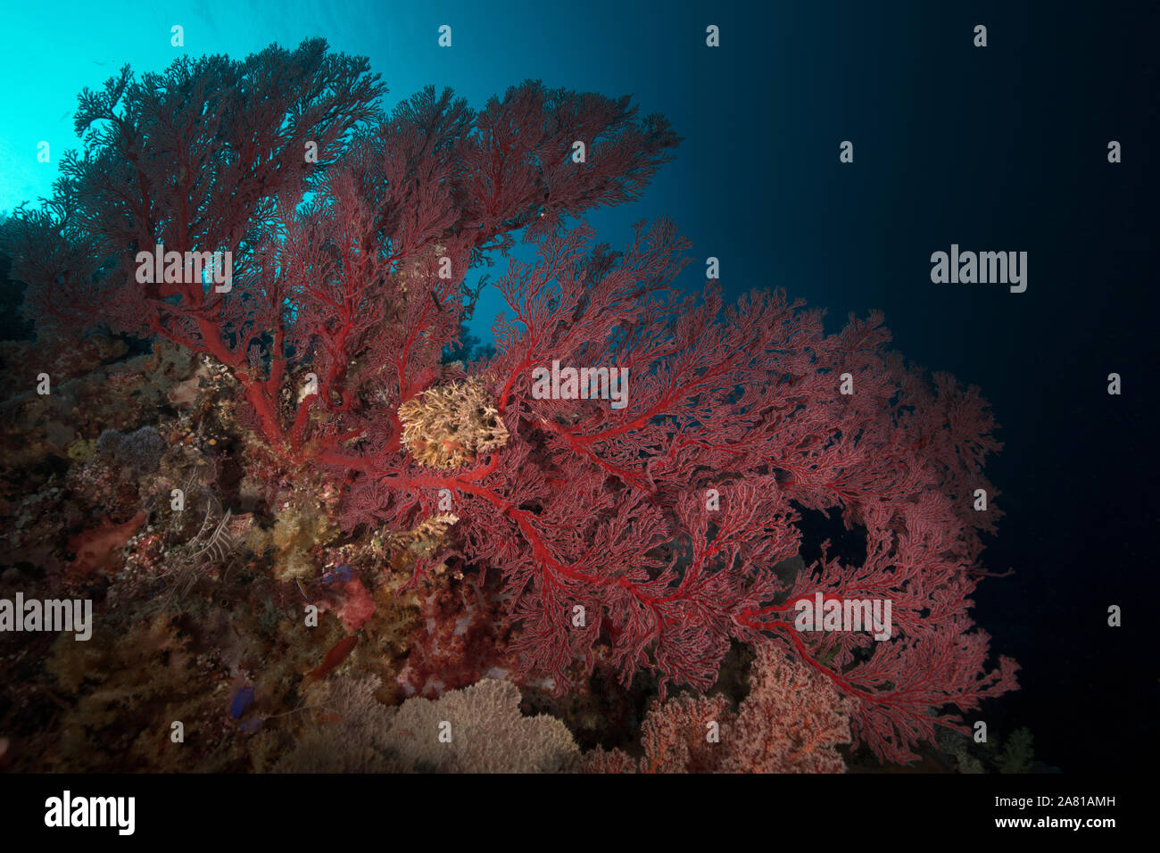 Belle corail mou. Incroyable monde sous-marin de l'île de Kakaban dans Sulwaesi la mer, à l'Est de Kalimantan, en Indonésie. Banque D'Images