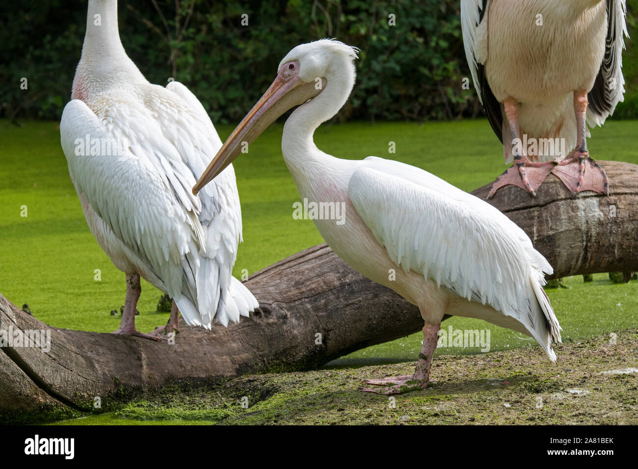 Le pélican blanc grand blanc / rose / pelican (Pelecanus onocrotalus pélican) dans un marais, originaire d'Europe du Sud-Est, d'Asie et d'Afrique Banque D'Images