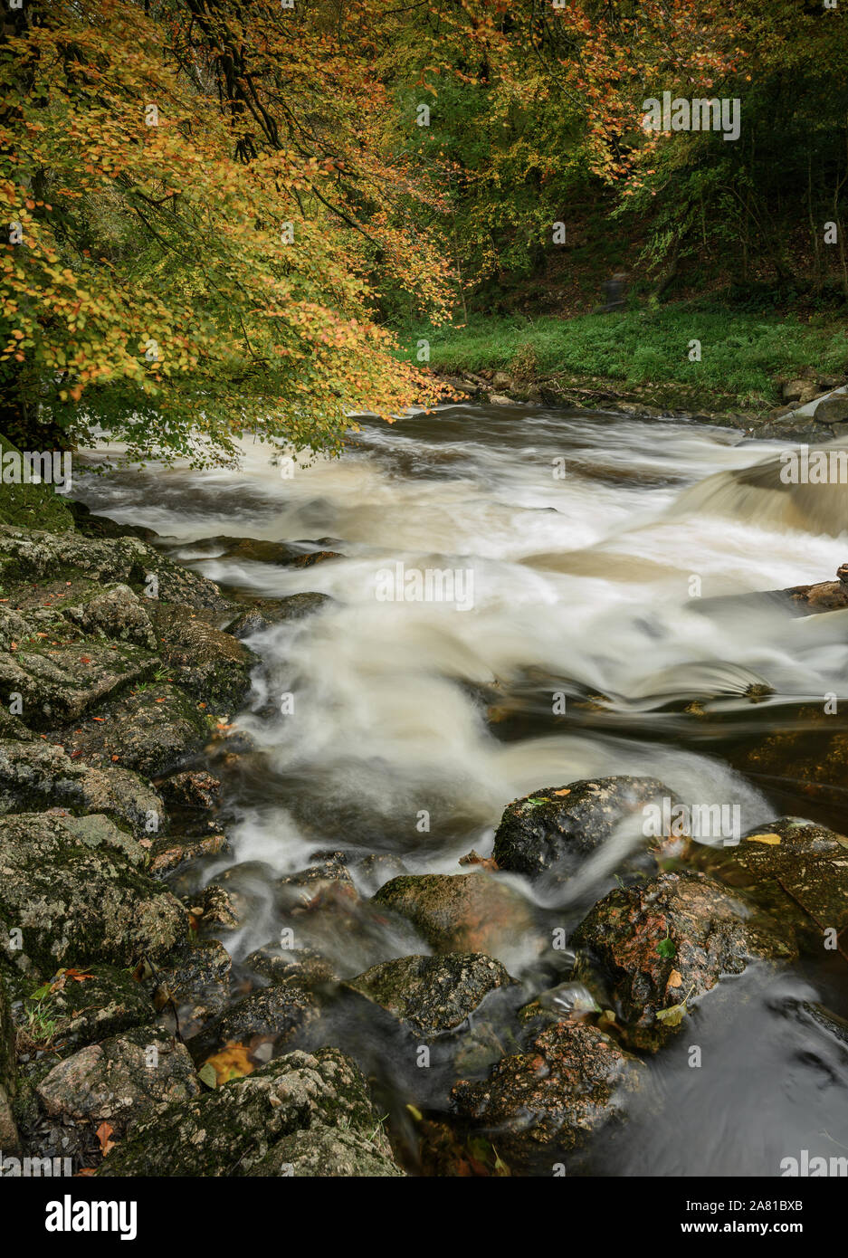 Teign Gorge, Drewsteignton, Devon. 5 novembre 2019. Météo France : les arbres brillent de tons chauds et russet couleurs automnales sur un après-midi d'automne à gorge. Teign La rivière Teign hurle à la suite des fortes pluies dans le Sud Ouest. Credit : Celia McMahon/Alamy Live News. Banque D'Images