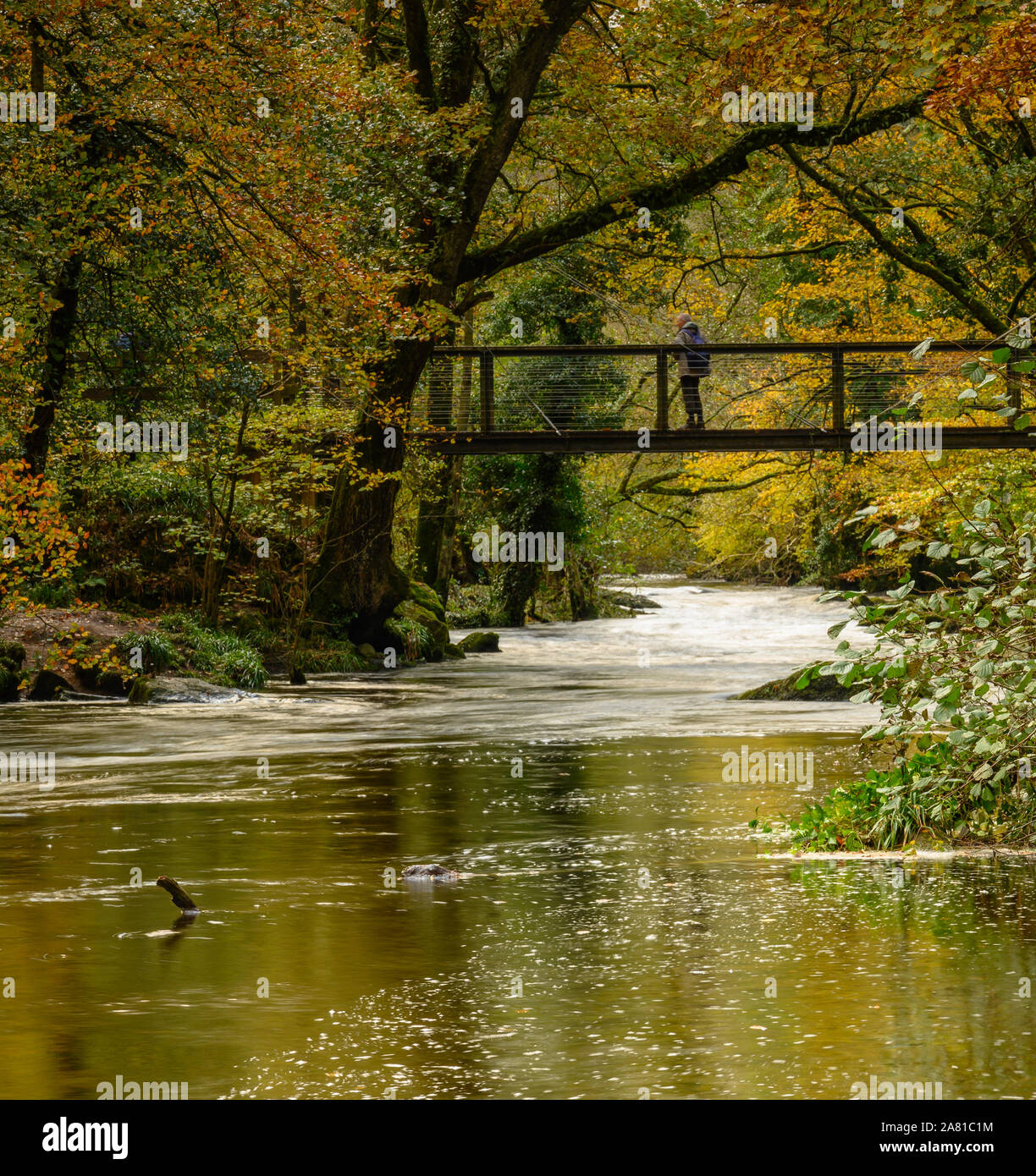 Teign Gorge, Drewsteignton, Devon. 5 novembre 2019. Météo France : un marcheur s'arrête pour regarder la rivière qui coule en cascades Teign il sous le pont de fer à Castle Drogo suite aux récentes fortes pluies dans le Sud Ouest. Credit : Celia McMahon/Alamy Live News. Banque D'Images