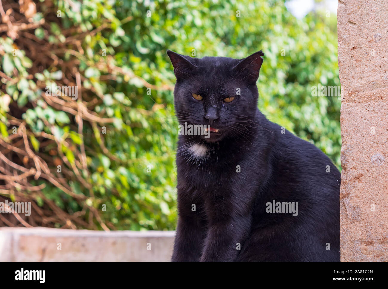 Chat noir avec poitrine blanc baring teeth Banque D'Images