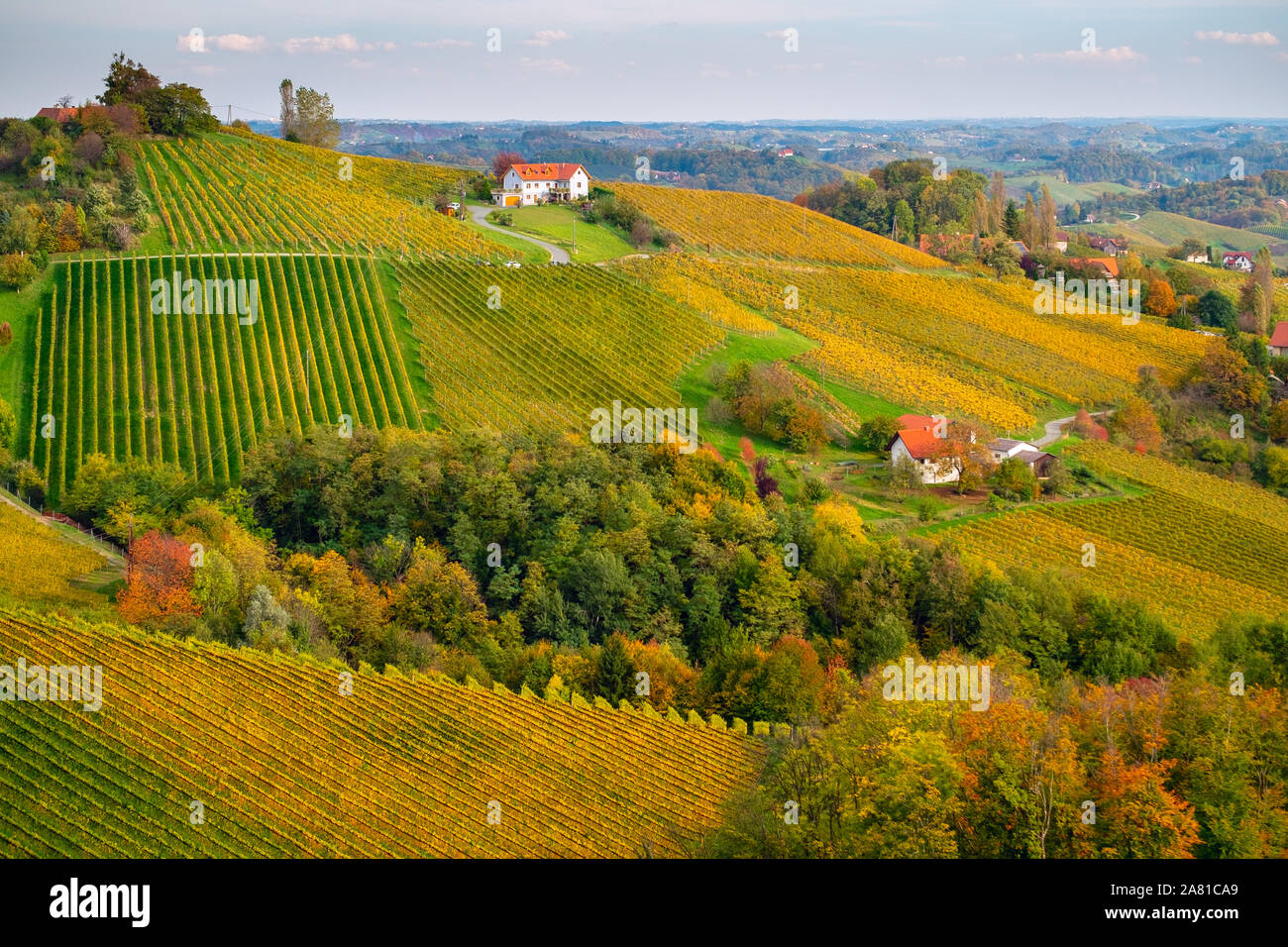 Vignes en automne en Slovénie, près de la frontière avec l'Autriche styrie du sud. Banque D'Images