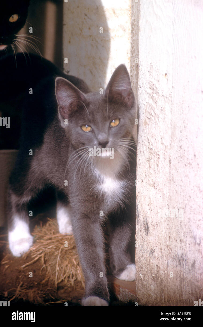 CA - Septembre 1958 : vue générale d'un chat de ferme l'itinérance dans une grange vers septembre 1958 en Californie. (Photo de Hy Peskin) (Définition du nombre : X6074) Banque D'Images