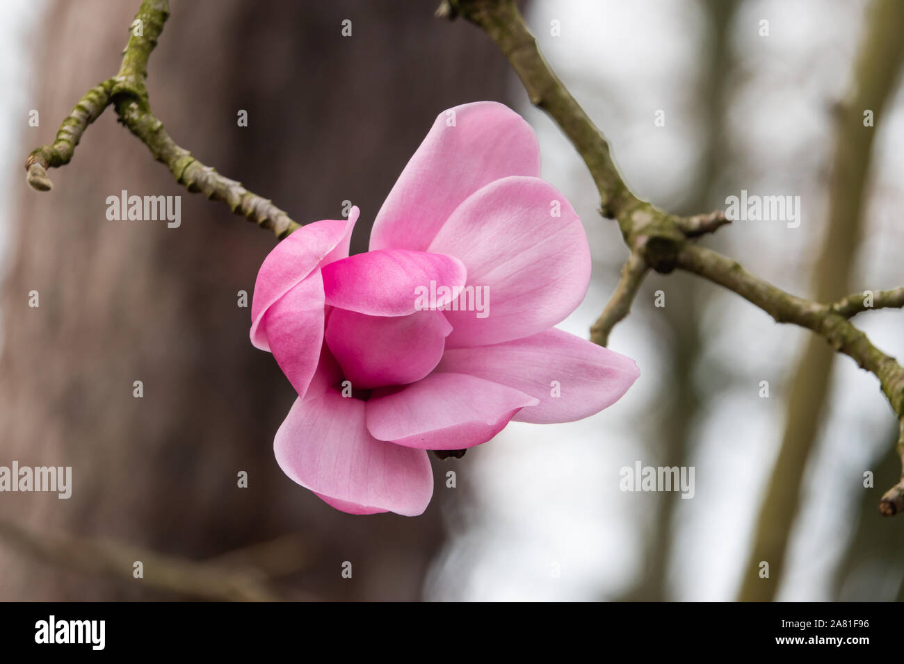 L'Spregner Fleur de Magnolia en fleurs en hiver Banque D'Images