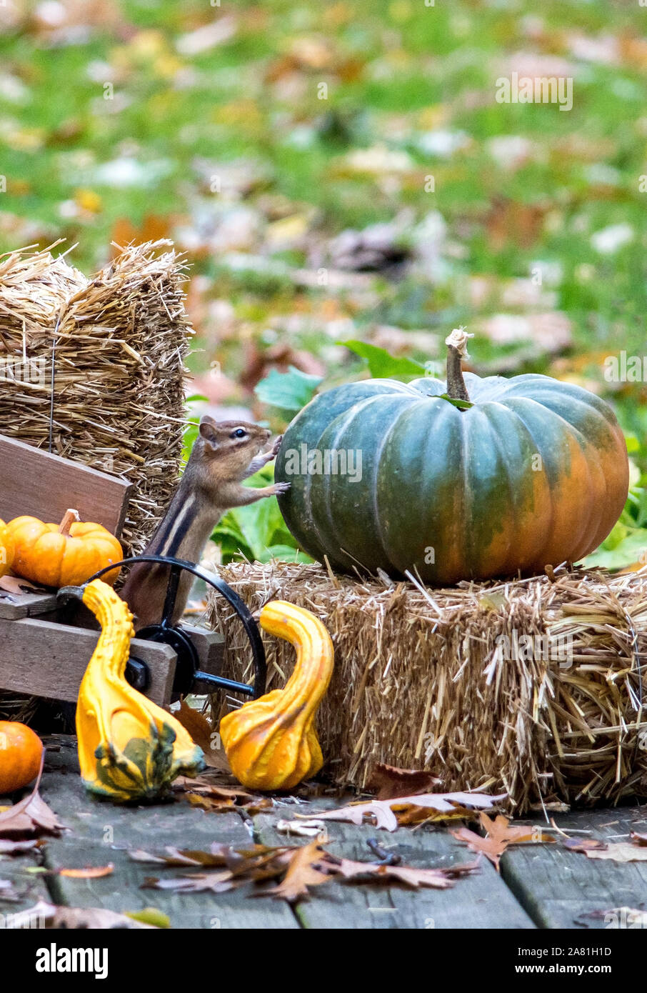 Un mignon petit écureuil s'appuie contre un livre vert et orange citrouille assis sur une petite botte de paille Banque D'Images
