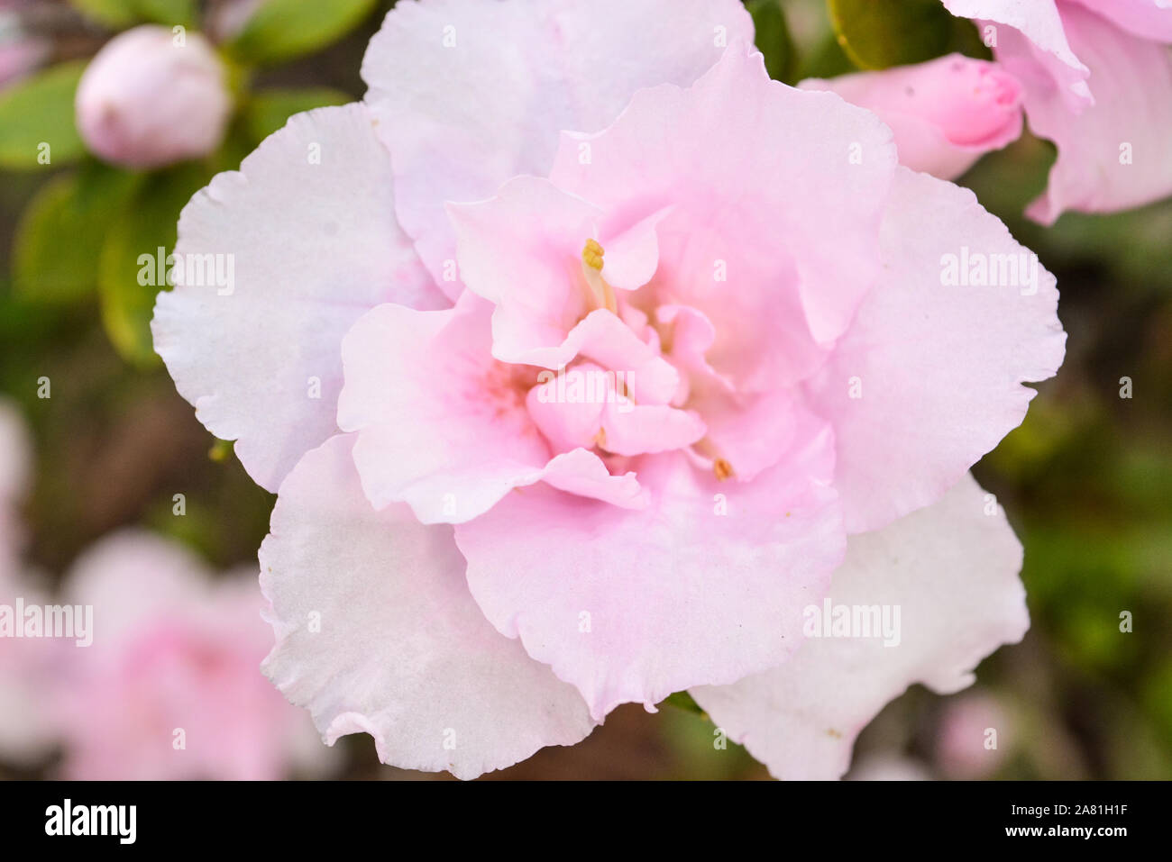 Jolie rose Flower Soft Close Up Banque D'Images