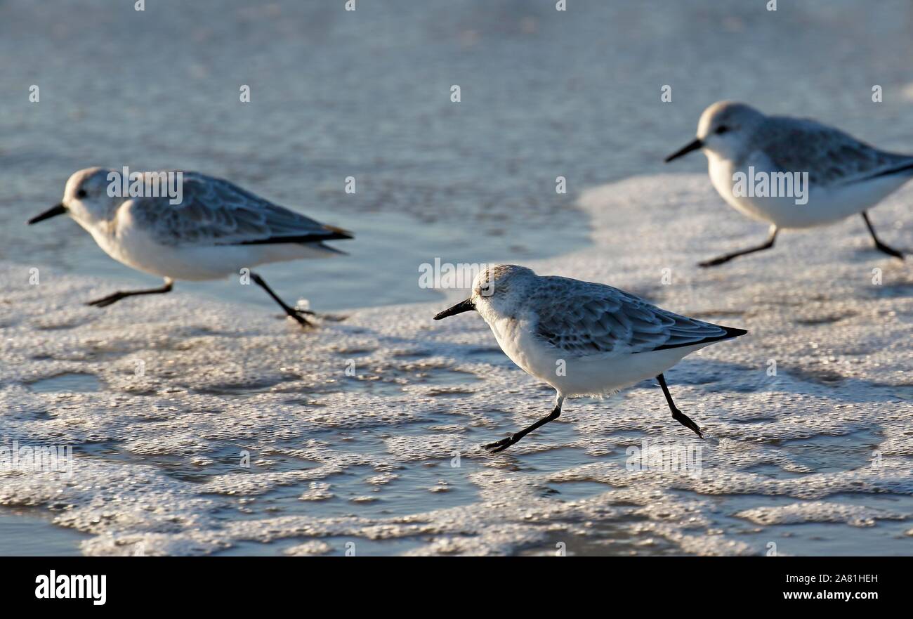 Le bécasseau sanderling (Calidris alba) tournant à la couture de rinçage de la mer du Nord, le panoramique, le Schleswig-Holstein mer des Wadden Parc National, côte de la mer du Nord Banque D'Images