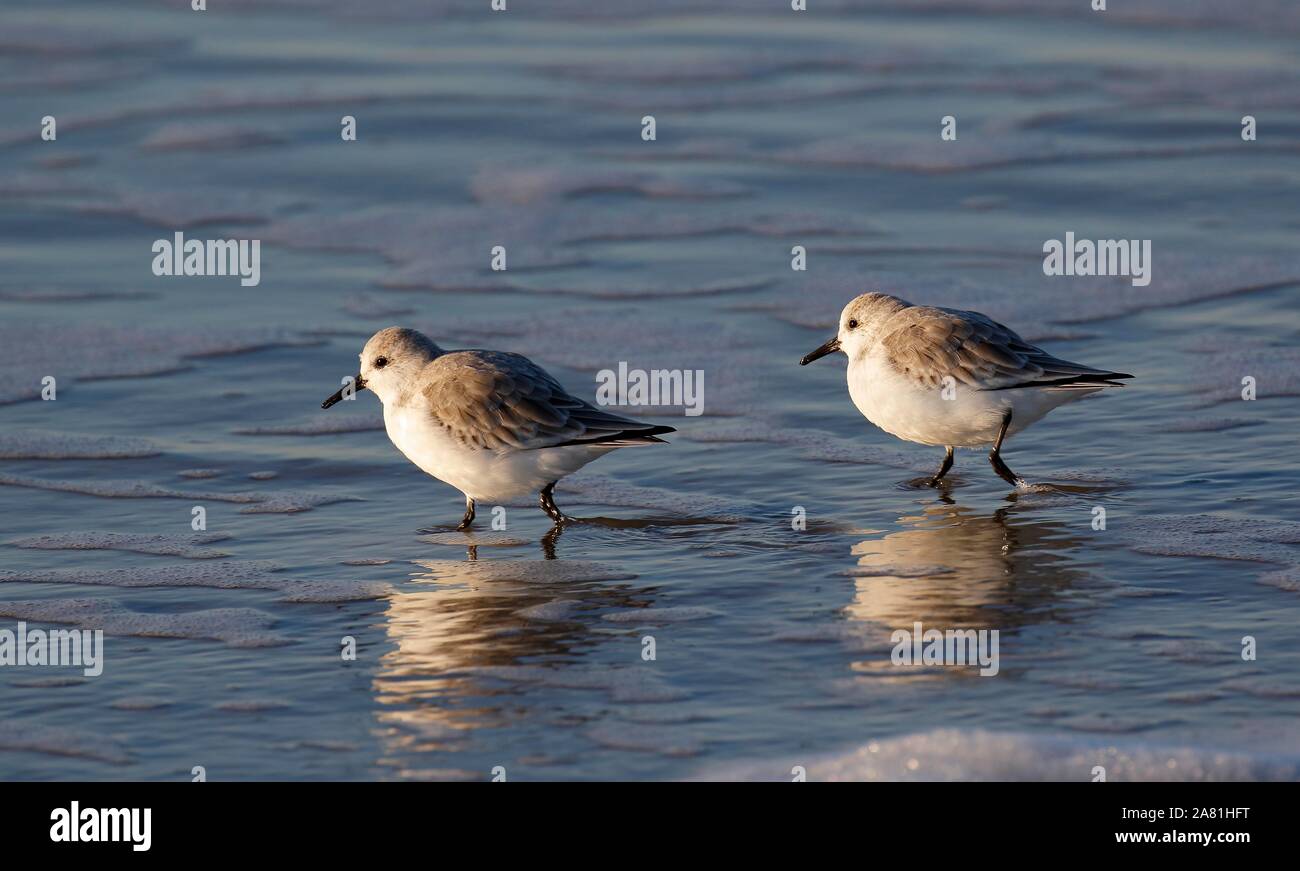 Le bécasseau sanderling (Calidris alba) en quête de nourriture sur la mer du Nord, la marge riveraine Schleswig-Holstein mer des Wadden Parc National, côte de la mer du Nord Banque D'Images