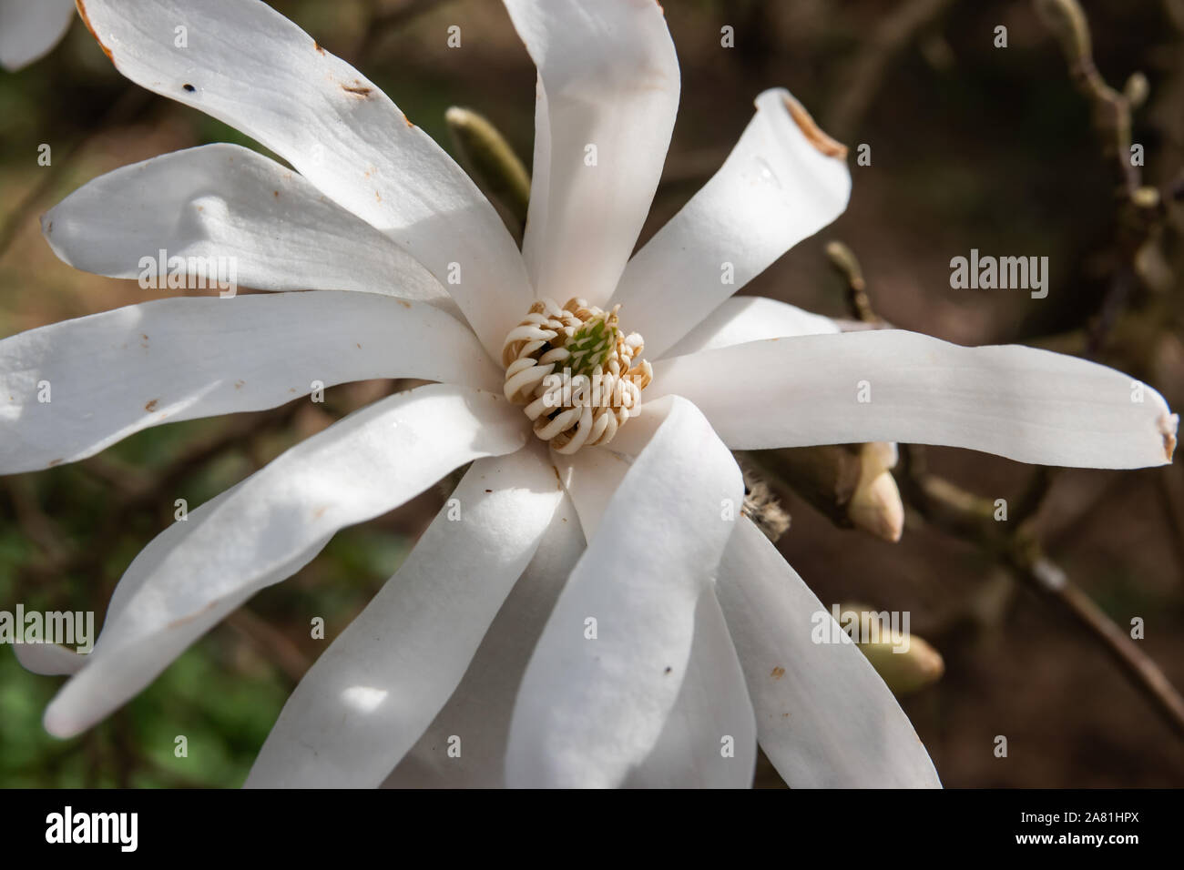 Star Magnolia fleur en hiver Banque D'Images