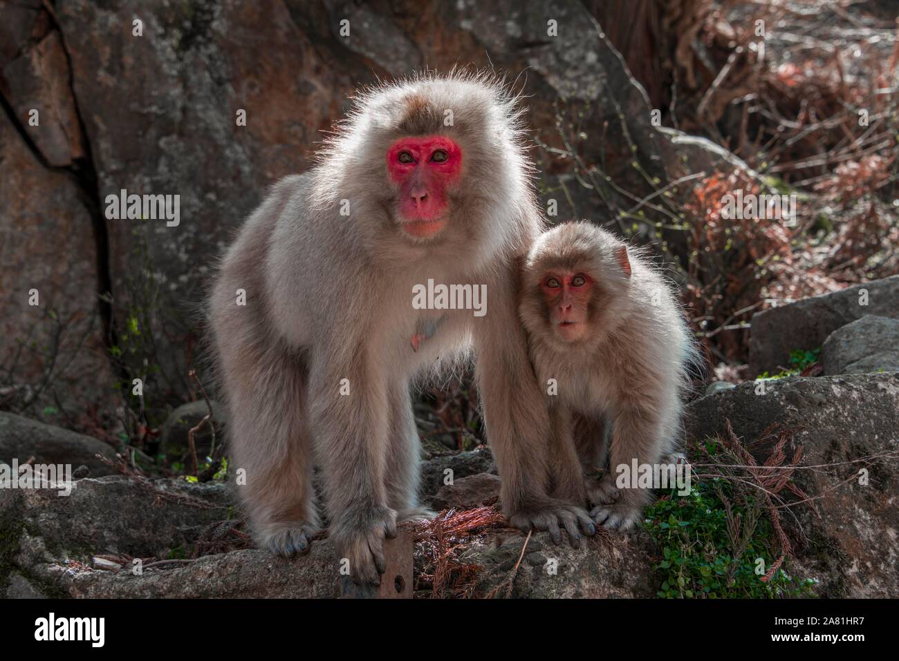 Macaque japonais (Macaca fuscata), la mère avec les jeunes à la recherche d'animaux à rochers curieux, préfecture de Nagano, Yamanochi, île de Honshu, Japon Banque D'Images