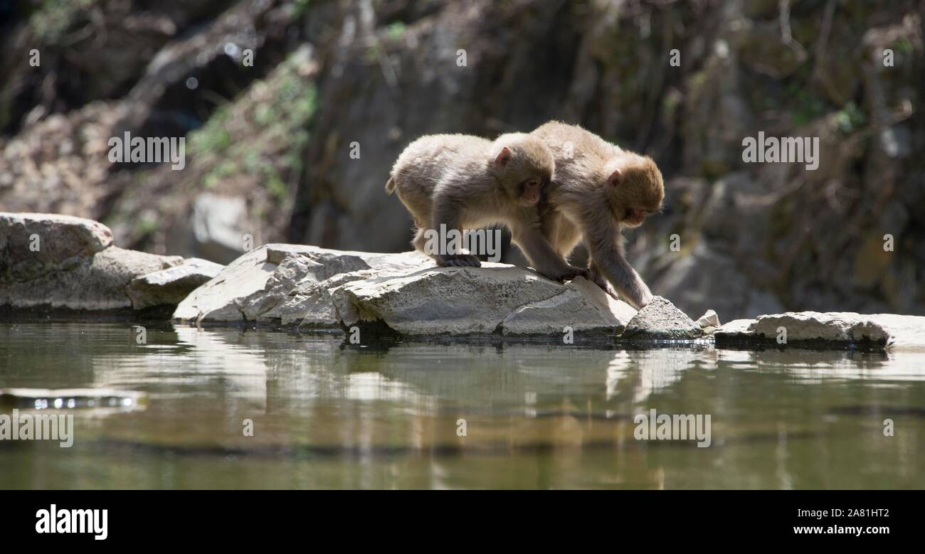 Deux macaque japonais (Macaca fuscata) jeunes animaux par l'eau, Yamanouchi, dans la préfecture de Nagano, l'île de Honshu, Japon Banque D'Images