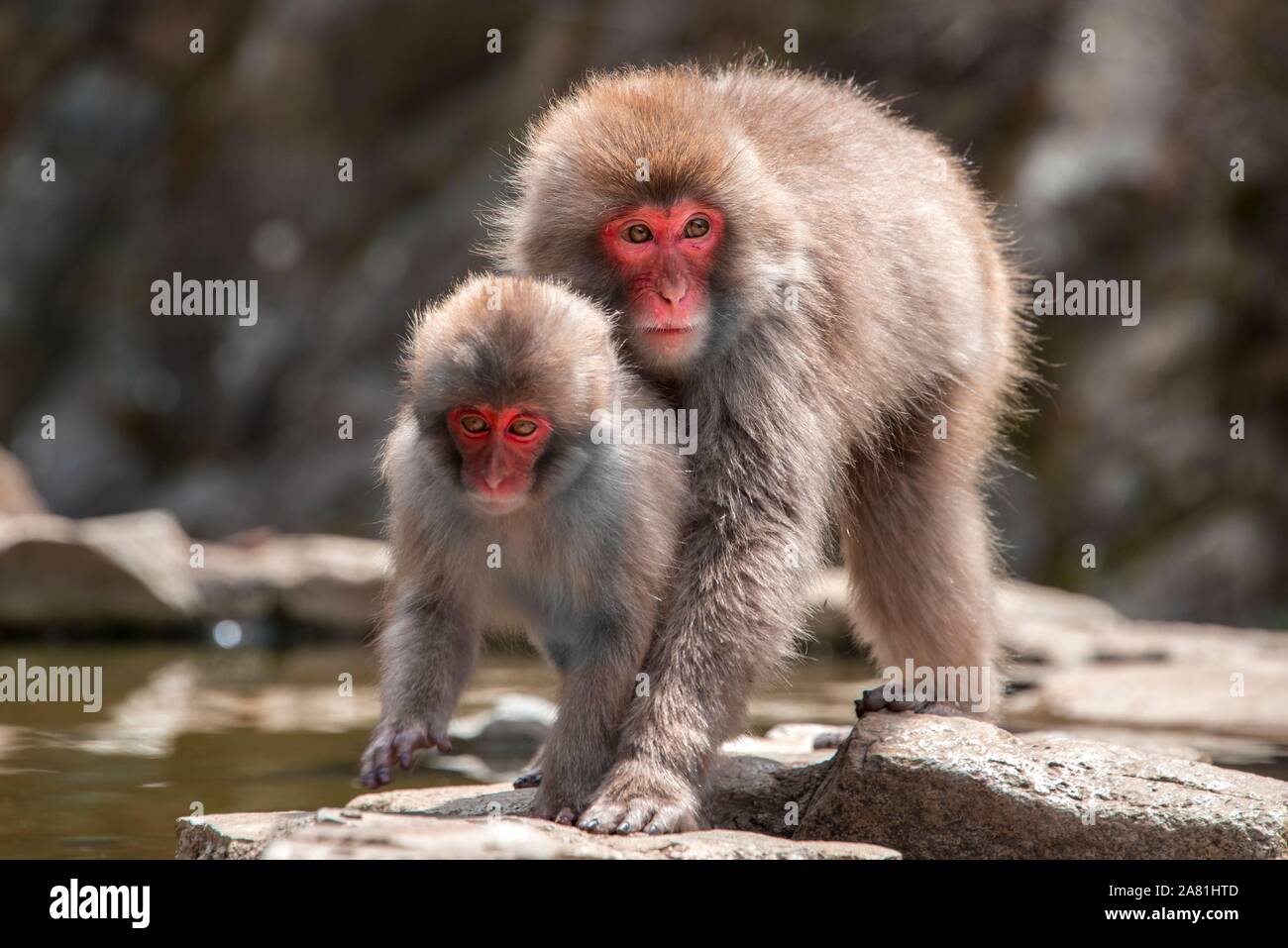 Deux macaque japonais (Macaca fuscata), Mère et jeune animal sur l'eau, Yamanouchi, dans la préfecture de Nagano, l'île de Honshu, Japon Banque D'Images