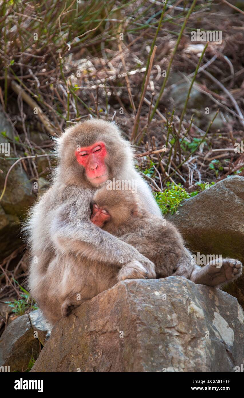 Macaque japonais (Macaca fuscata), mère de câlins avec de jeunes animaux, dormir, est assis sur un rocher, Yamanochi, dans la préfecture de Nagano, l'île de Honshu, Japon Banque D'Images