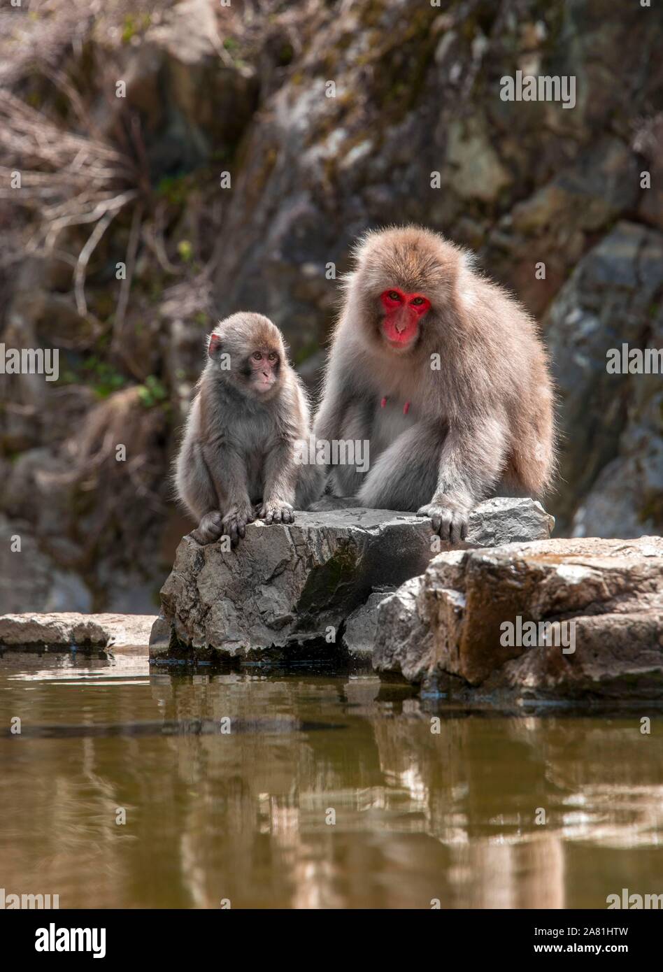 Deux macaque japonais (Macaca fuscata), Mère et jeune animal assis près de l'eau, Yamanouchi, dans la préfecture de Nagano, l'île de Honshu, Japon Banque D'Images