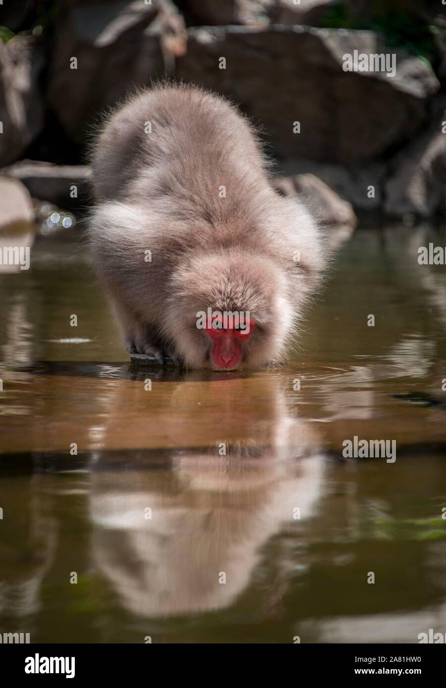 Macaque japonais (Macaca fuscata) boire à la rivière, Yamanouchi, dans la préfecture de Nagano, l'île de Honshu, Japon Banque D'Images