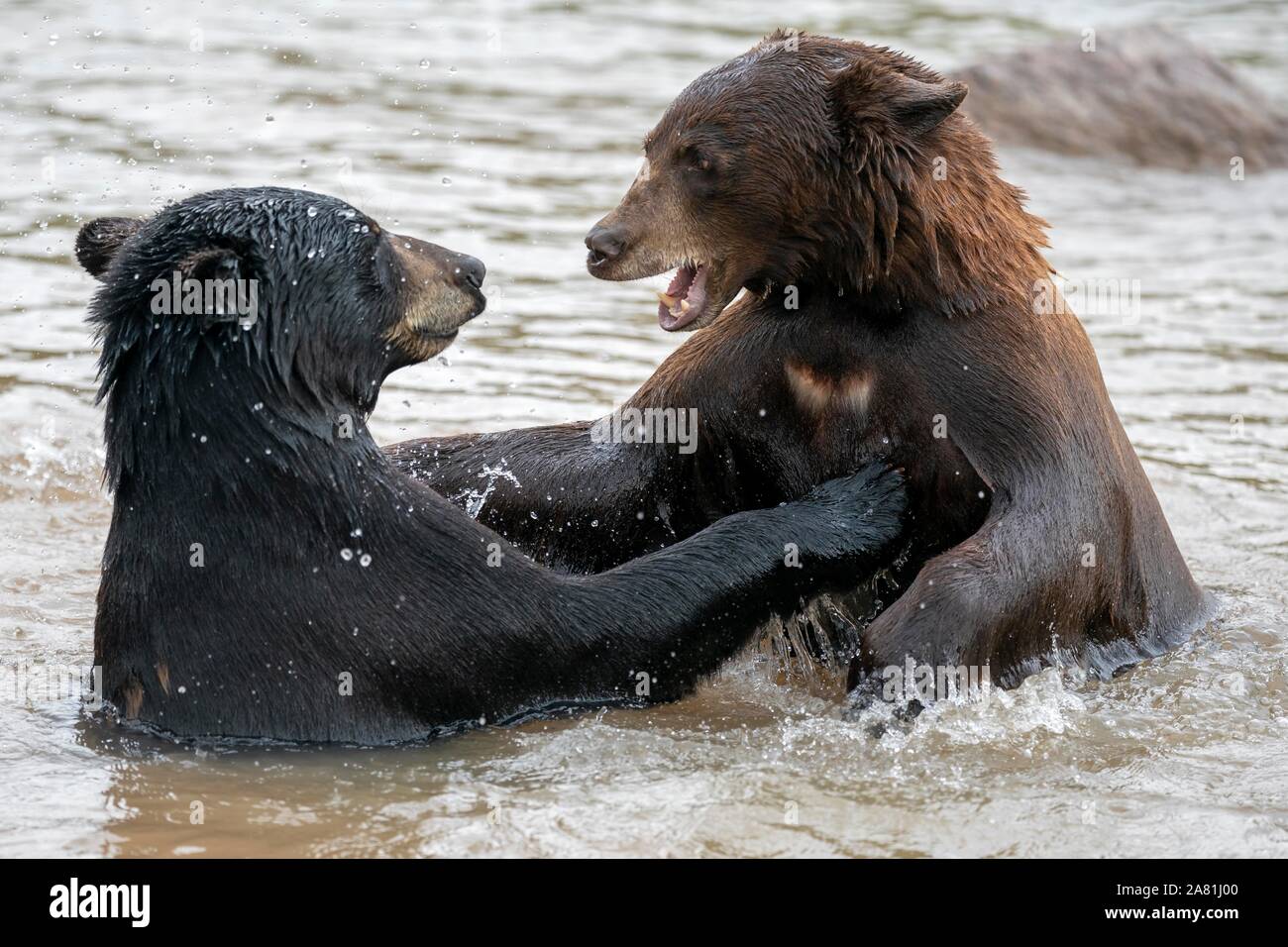 Deux ours noirs (Ursus americanus) se baigner dans l'étang, captive, France Banque D'Images