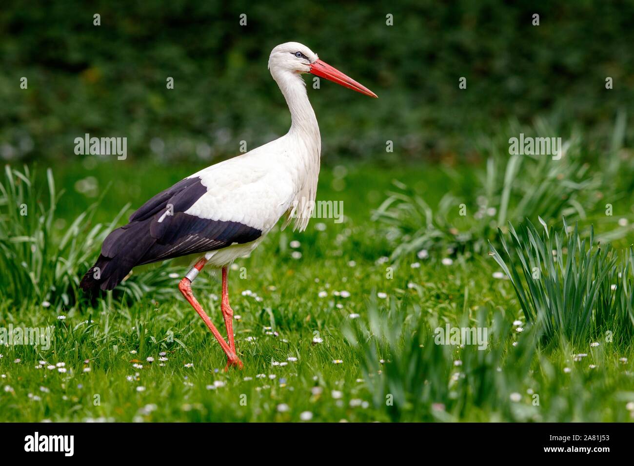 Cigogne Blanche (Ciconia ciconia) sur un pré vert, Luisenpark, Mannheim, Allemagne Banque D'Images