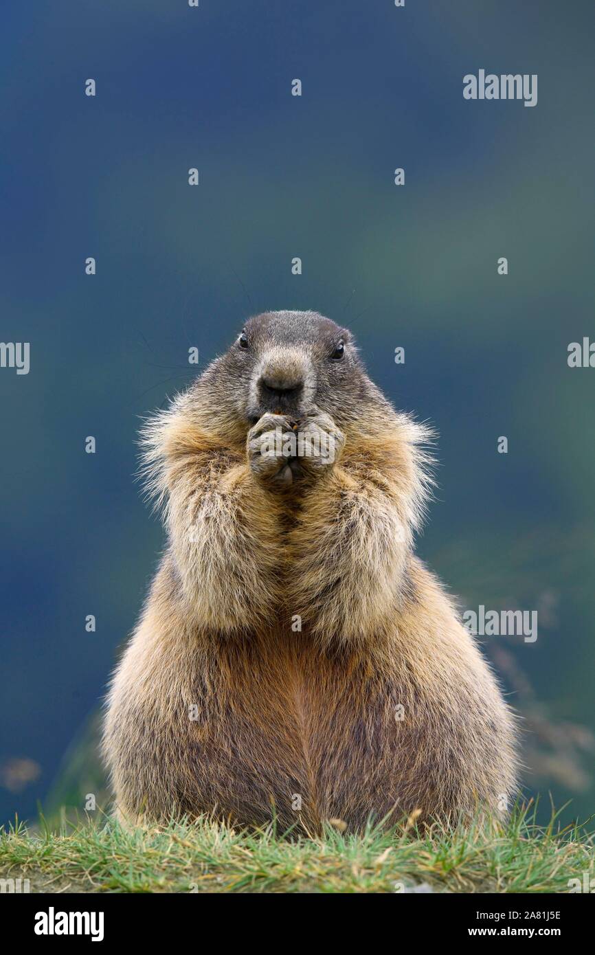 Marmotte des Alpes (Marmota marmota), manger, Parc National du Hohe Tauern, l'Autriche Banque D'Images