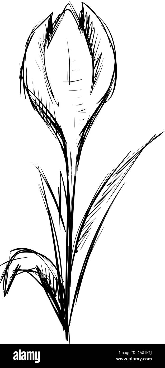Crocus croquis, illustration, vecteur sur fond blanc. Illustration de Vecteur