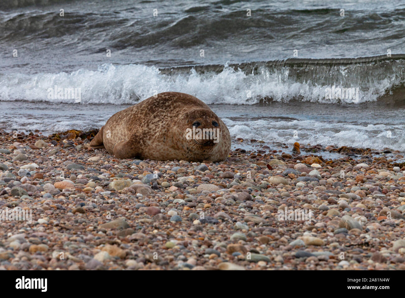 Ou commun Phoque commun (Phocina vitulina) à partir d'une colonie de Moray Firth reposant sur la plage à Portgordon, Buckie, Moray, Ecosse, Royaume-Uni. Banque D'Images