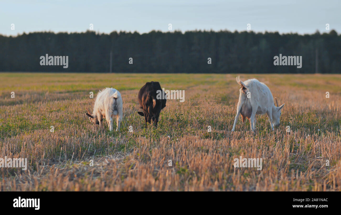 Le blanc et le noir les chèvres mangent de l'herbe au coucher du soleil sur le village Banque D'Images