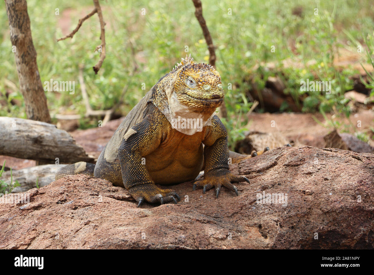 Grand iguane dans les îles Galapagos Banque D'Images