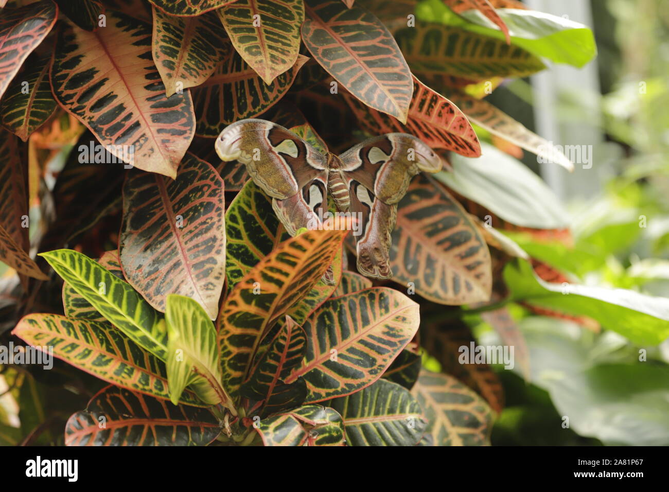 Atlas Attacus atlas ou papillon papillon est le plus grand papillon du monde. Pour se protéger