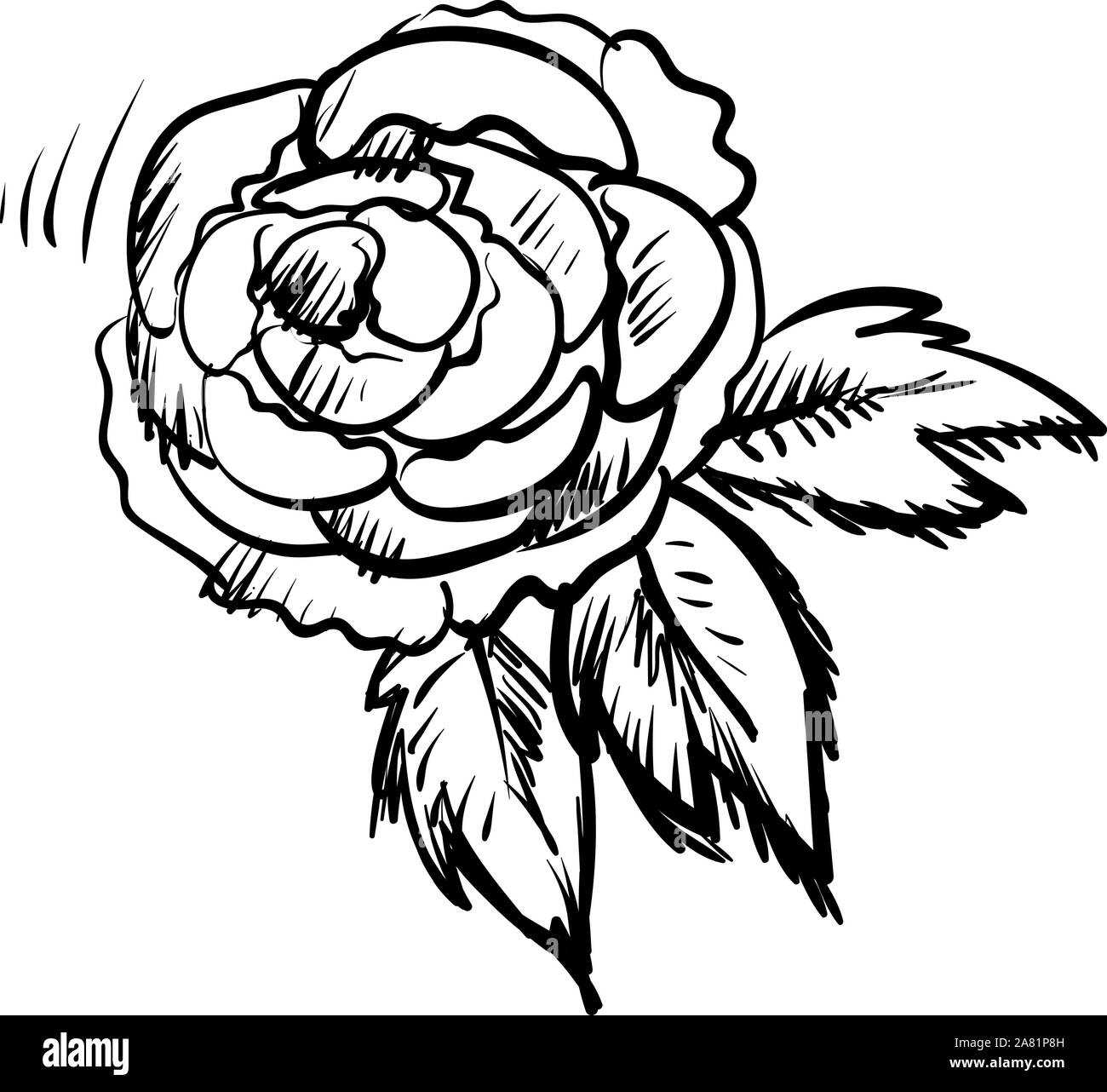 Croquis de la pivoine, de l'illustration vectorielle, sur fond blanc. Illustration de Vecteur