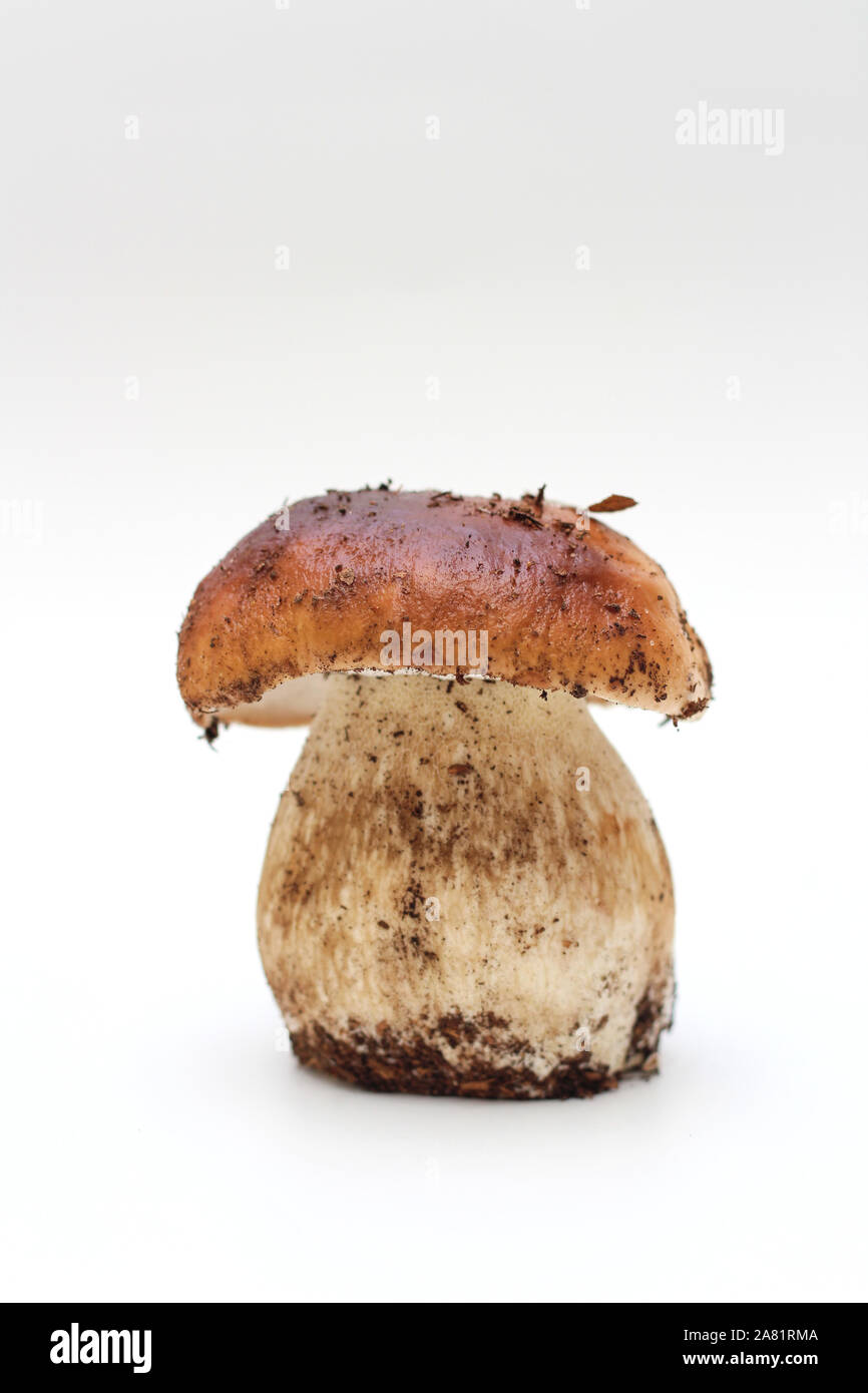 Un sale, non épluché sur permanent aux champignons porcini tube isolé sur un fond blanc. Banque D'Images