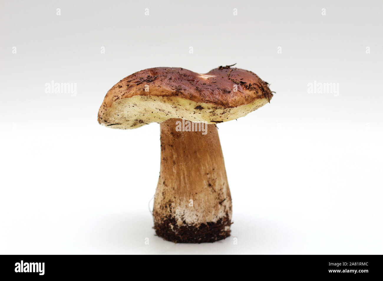 Un sale, debout sur la pelure de champignons Boletus edulis tube isolé sur un fond blanc. Banque D'Images