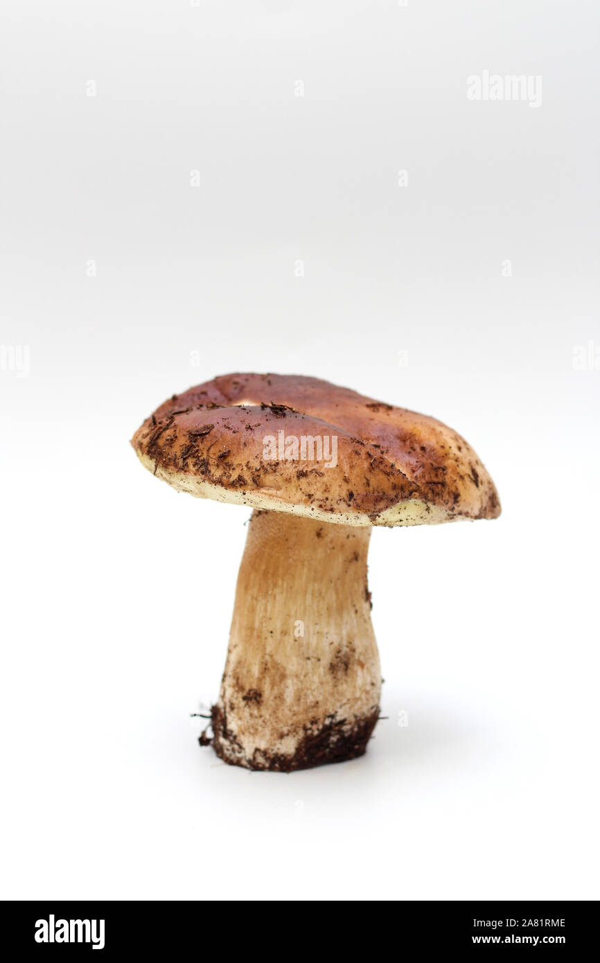 Un sale, non épluché sur tube permanent penny bun mushroom isolé sur un fond blanc. Banque D'Images
